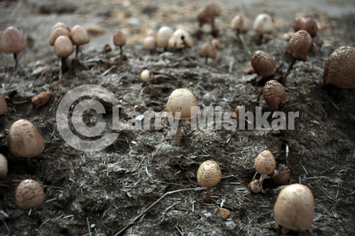 Mushrooms on horse dung